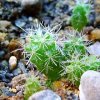 Mammillaria _crinita _ssp.wildii_ 09